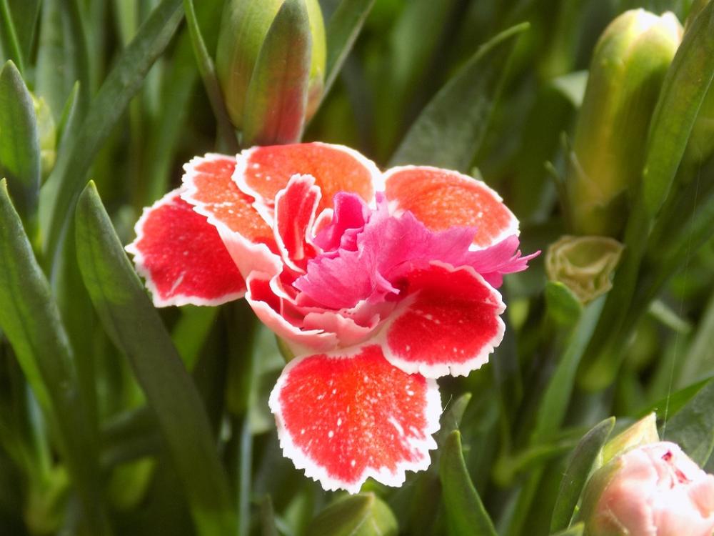 Carnation Red Flower Ornamental Plant Flower Garden Carnation Red Flower Ornamental Plant Flower Garden