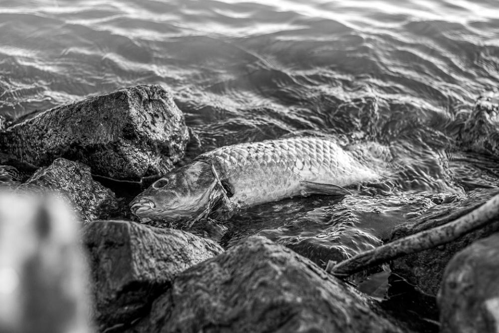 Carp Cyprinus Carpio Dead Water Fish Animal Carp Cyprinus Carpio Dead Water Fish Animal