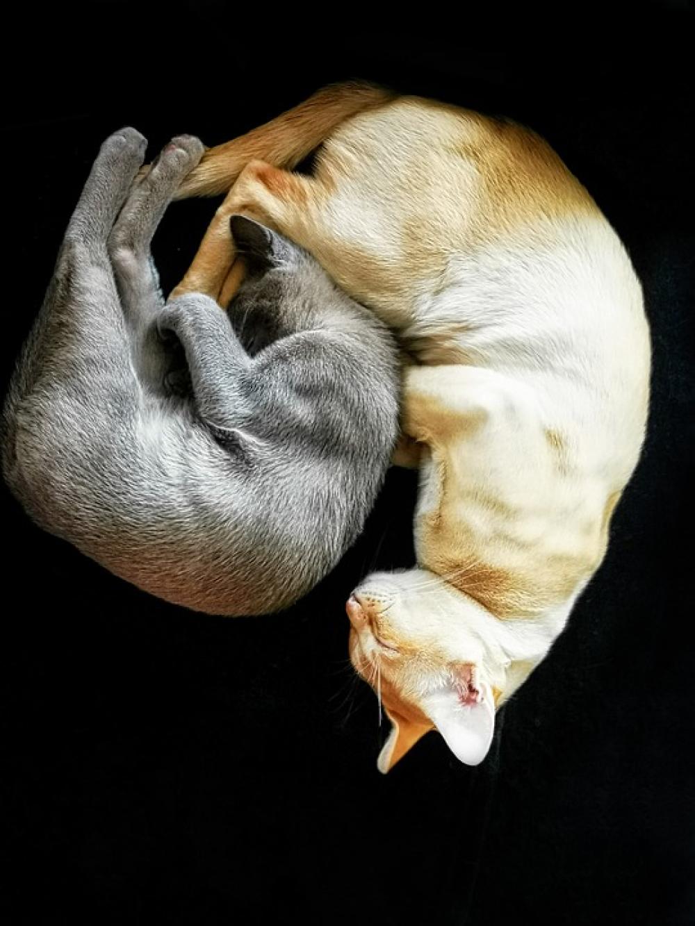 Cat Breed Burmese Burmesecat Sleeping Cats Cat Breed Burmese Burmesecat Sleeping Cats