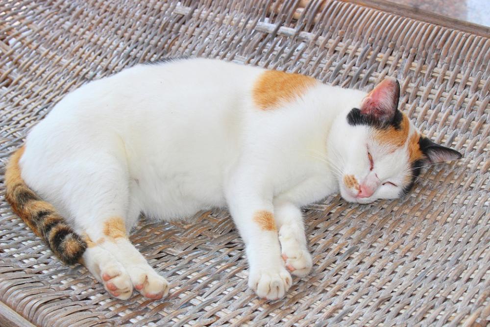 Cat Sleeping Lazy Wood Pet Cat Sleeping Lazy Wood Pet