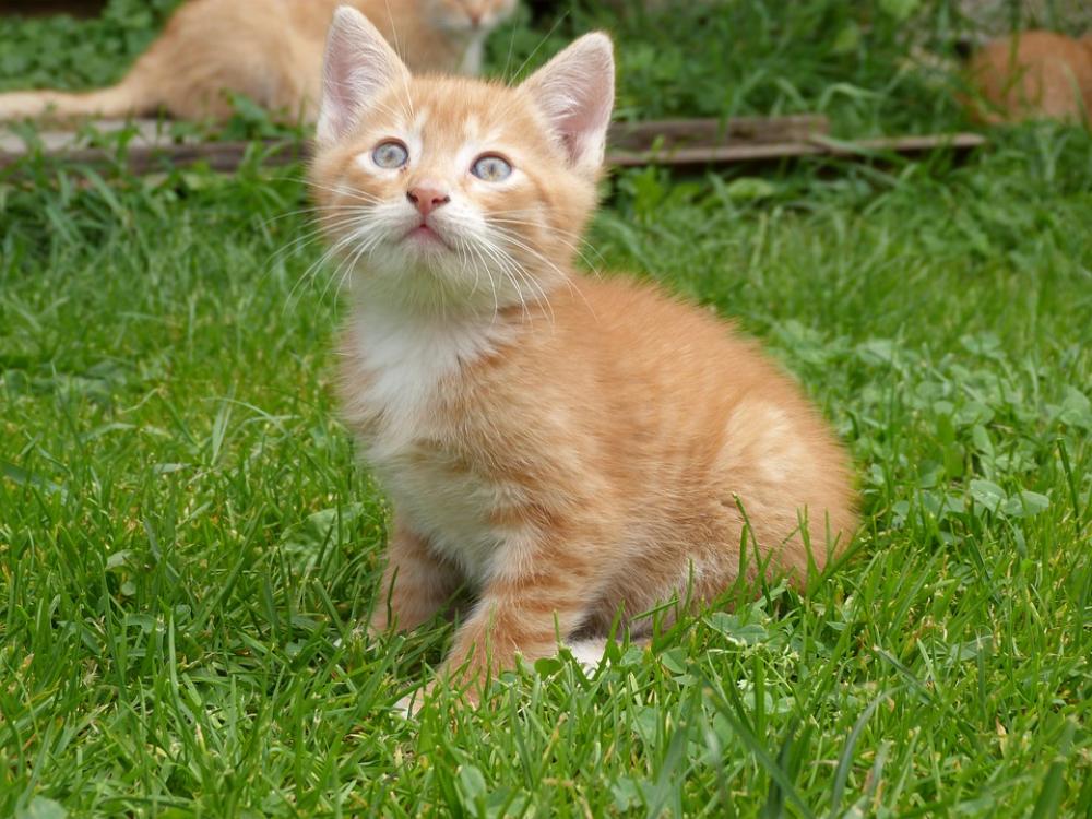 Cat Small Kitten Sweet Home Cat Small Kitten Sweet Home