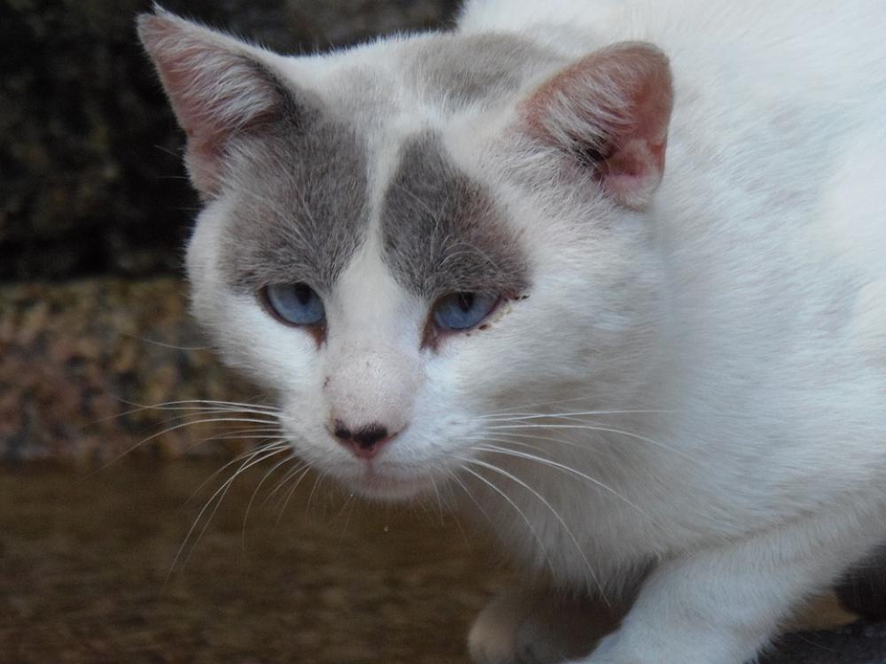 Cat Eyes Pet Feline Face Mammals White Grey Cat Eyes Pet Feline Face Mammals White Grey
