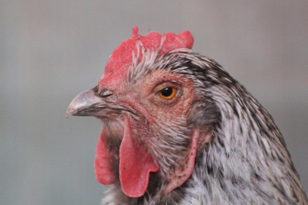 Chicken Hen Poultry Free Range Animal Nature Chicken Hen Poultry Free Range Animal Nature