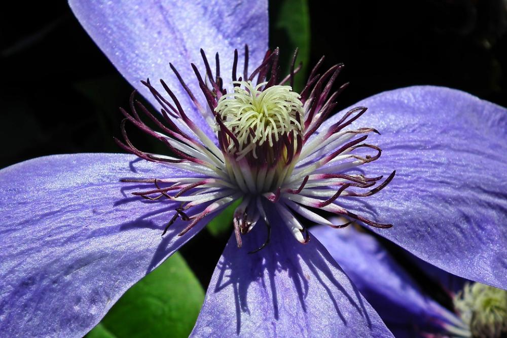 Clematis Flower Nature Creeper Garden Plant Clematis Flower Nature Creeper Garden Plant