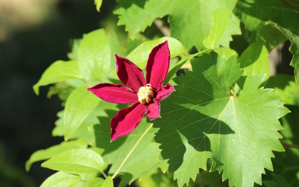 Clematis Flower Creeper The Petals Violet Blooming Clematis Flower Creeper The Petals Violet Blooming
