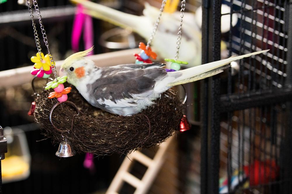 Cockatiel Parrot Bird Pet Australia Animals Avian Cockatiel Parrot Bird Pet Australia Animals Avian