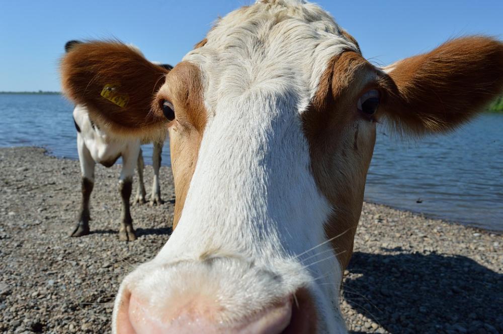 Cow River Summer Cattle Nose Hornless Cow River Summer Cattle Nose Hornless