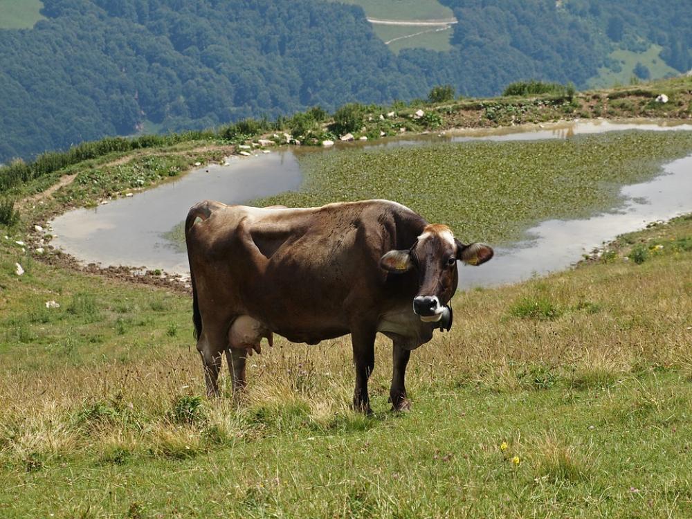 Cow Beef Animals Meadow Nature Brown Landscape Cow Beef Animals Meadow Nature Brown Landscape