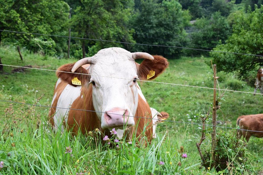 Cow Mountain Mountains Pasture Alpine Cattle Cow Mountain Mountains Pasture Alpine Cattle