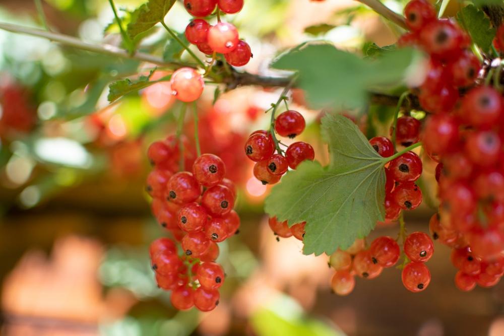 Currant Red Fruit Bush I'M Ready Healthy Currant Red Fruit Bush I'M Ready Healthy