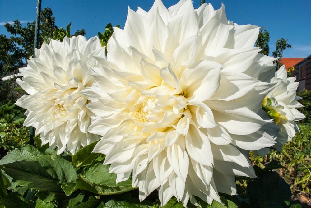 Dahlia Flower Garden Blossom Summer Vegetable Dahlia Flower Garden Blossom Summer Vegetable