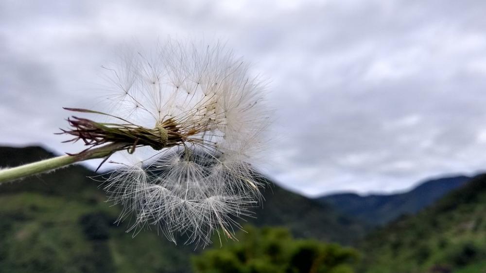 Dandelion Nature Green Flowers Landscape Colorful Dandelion Nature Green Flowers Landscape Colorful