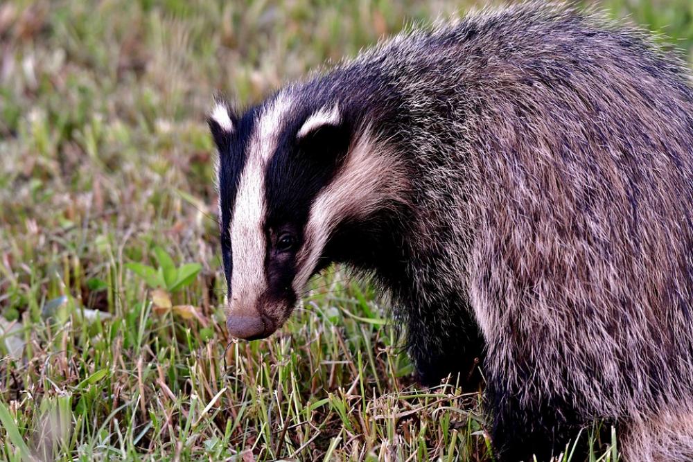 Das Wild Mammal Nature Animal Fauna Das Wild Mammal Nature Animal Fauna