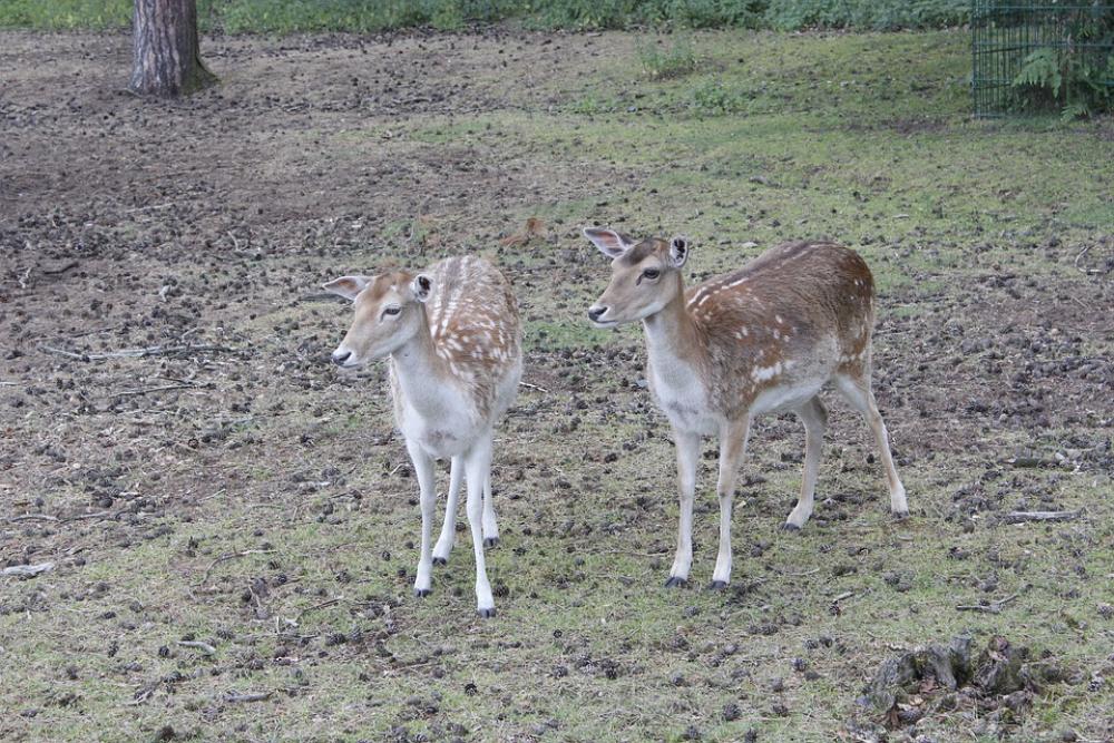 Deer Kitz Nature Fallow Deer Roe Deer Deer Kitz Nature Fallow Deer Roe Deer