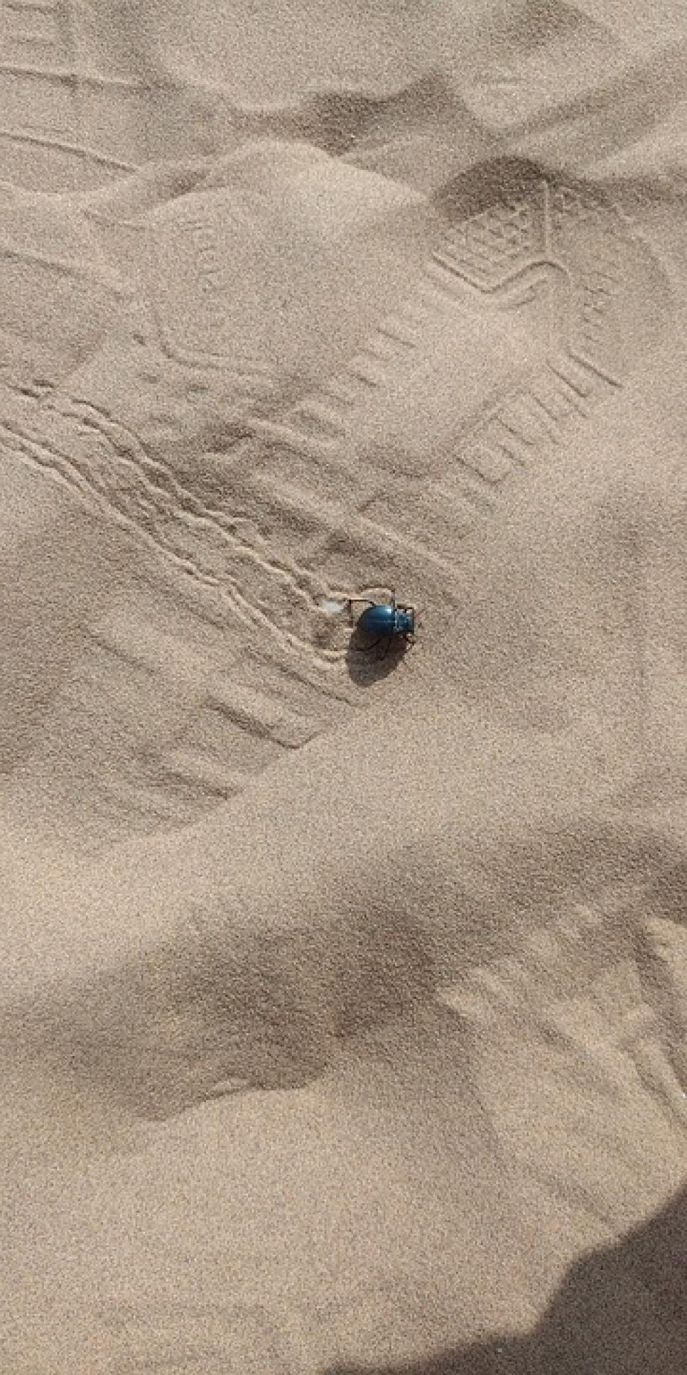 Desert Beetle Footprint Desert Beetle Footprint