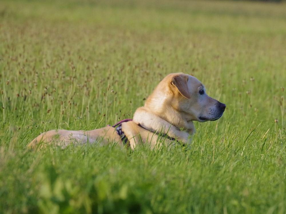 Dog Labrador Pet Yellow Dog Labrador Pet Yellow