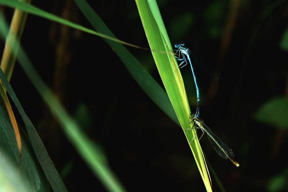 Dragonfly Insect Green Nature Wings Rest Eye Bug Dragonfly Insect Green Nature Wings Rest Eye Bug