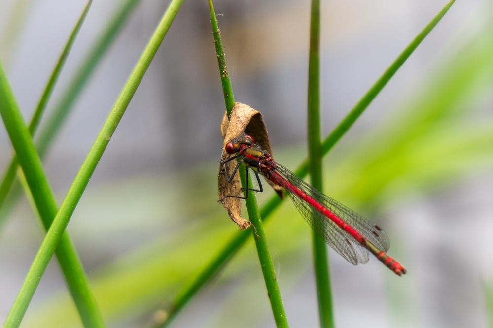 Dragonfly Eat Hold Tight Insect Swamp Grass Dragonfly Eat Hold Tight Insect Swamp Grass
