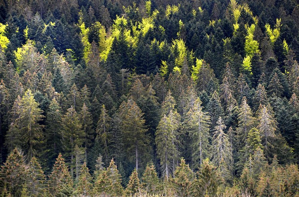 Drought Heat Climate Disease Forest Spruce Drought Heat Climate Disease Forest Spruce