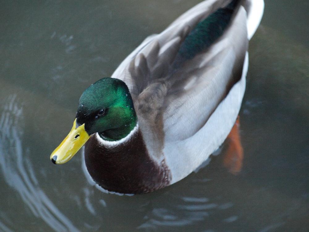 Duck Bird Animal World Waterfowl Feather Bill Duck Bird Animal World Waterfowl Feather Bill