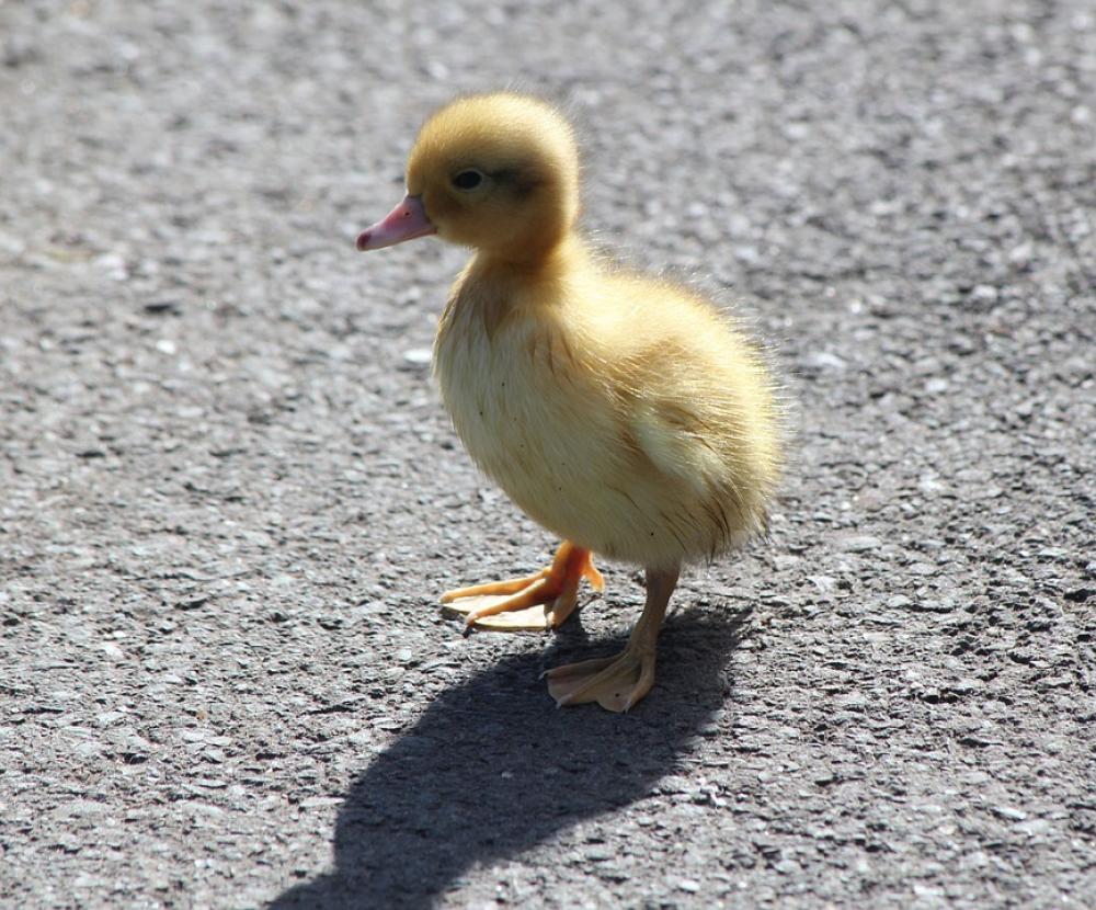 Duckling New Chicks Fluffy Bird Young Duckling New Chicks Fluffy Bird Young