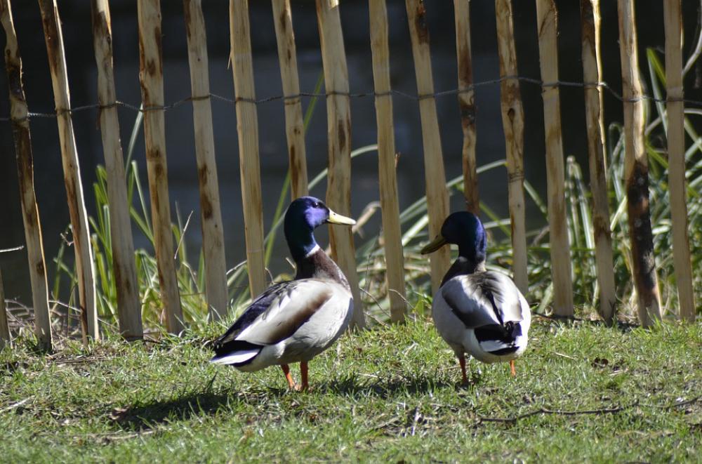 Ducks Animals Duck Nature Plumage Bird Pen Cute Ducks Animals Duck Nature Plumage Bird Pen Cute