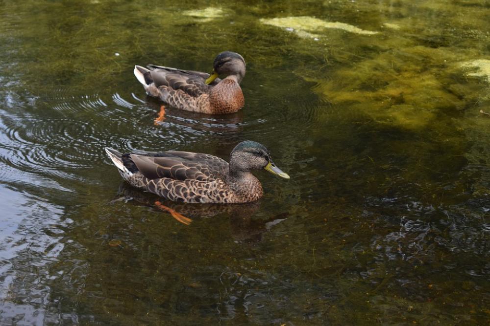Ducks Pond Water Bird Animal Nature Waterfowl Ducks Pond Water Bird Animal Nature Waterfowl