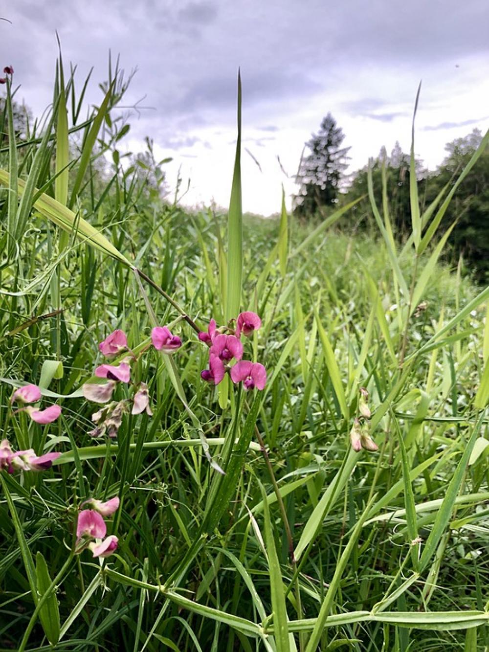Earth Hour Flower Grass Spring Washington State Earth Hour Flower Grass Spring Washington State