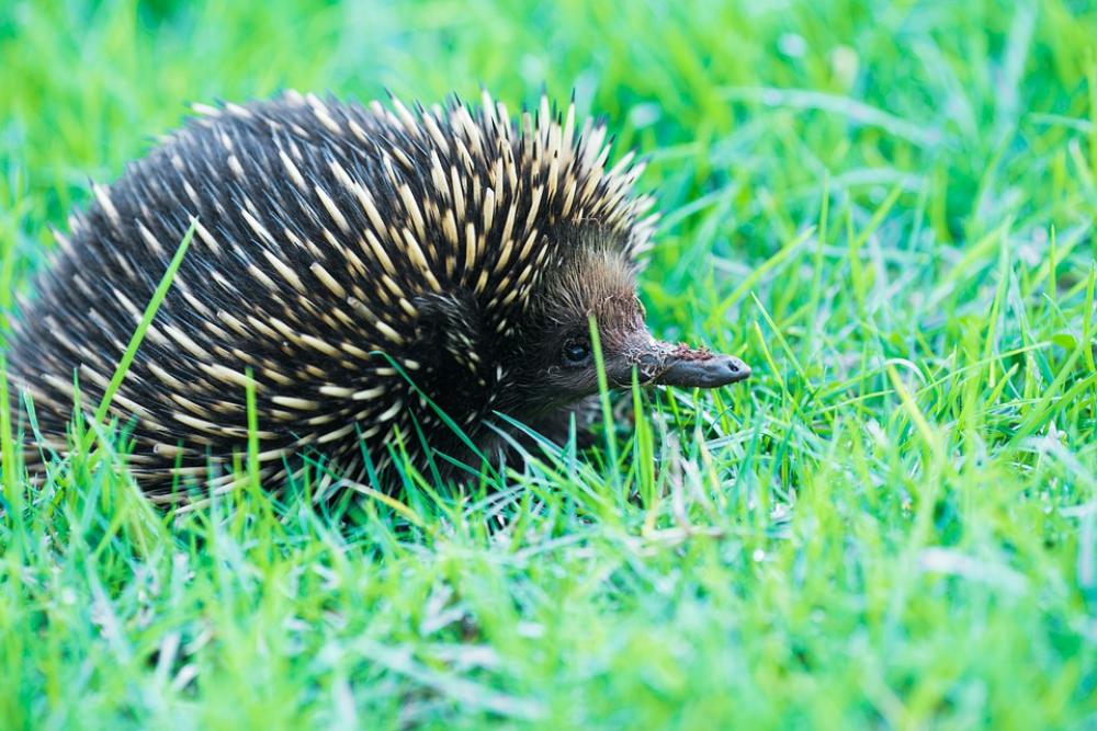 Echidna Monotreme A Australia Nature Wildlife Echidna Monotreme A Australia Nature Wildlife