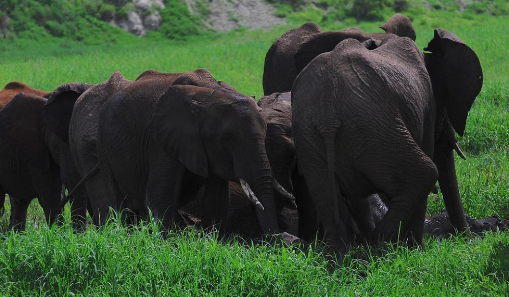 Elephant Skincare Elephants Endangered Wildlife Elephant Skincare Elephants Endangered Wildlife