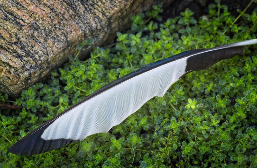 Feather Rock Plant Magpie Nature Creeping Feather Rock Plant Magpie Nature Creeping