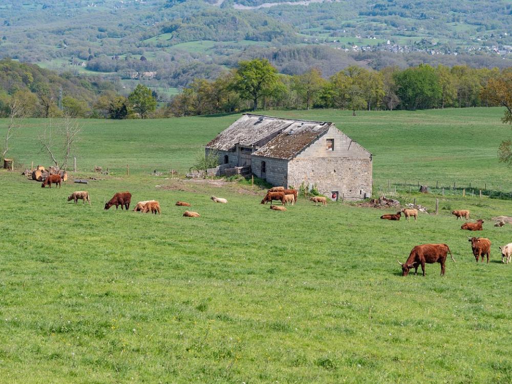 Field Cows Cattle Farm Animals Mammals Rural Field Cows Cattle Farm Animals Mammals Rural