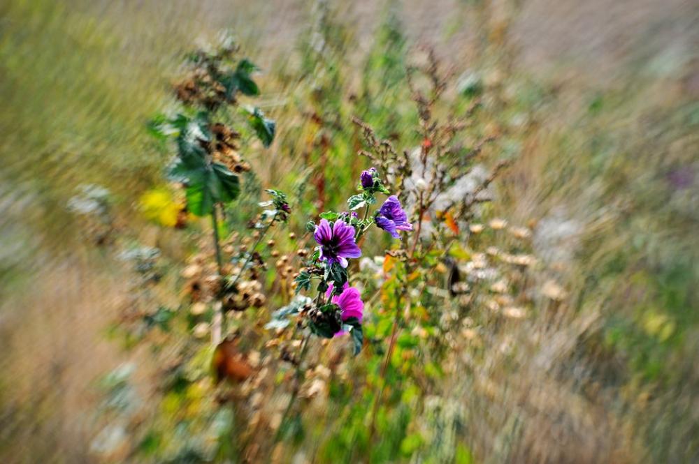 Field Flowers Nature Summer Flower Purple Field Flowers Nature Summer Flower Purple
