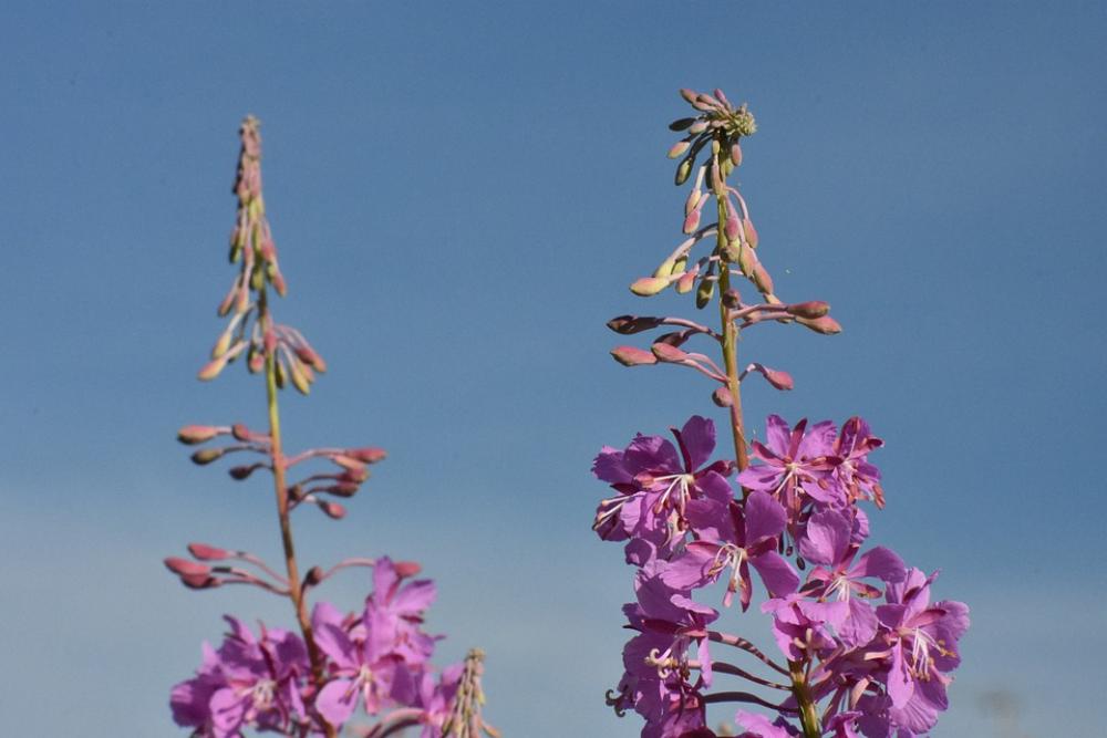 Fireweed Flowers Bloom Summer Sky Nature Purple Fireweed Flowers Bloom Summer Sky Nature Purple