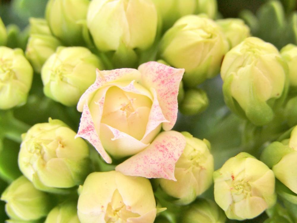 Flaming Käthchen Kalanchoe White Reddish Mini Bud Flaming Käthchen Kalanchoe White Reddish Mini Bud