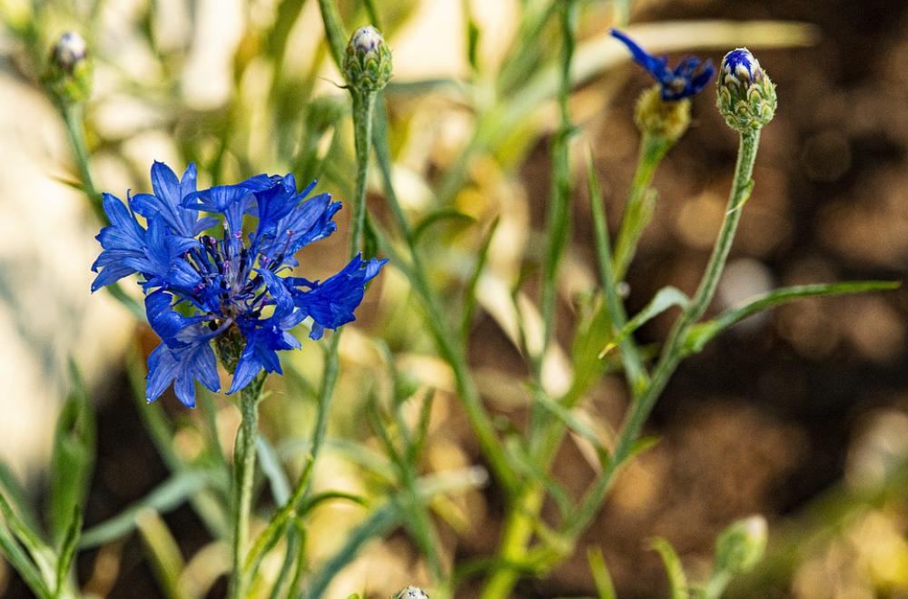 Fleur-De-Lis Flowers Summer Nature Prato Fleur-De-Lis Flowers Summer Nature Prato