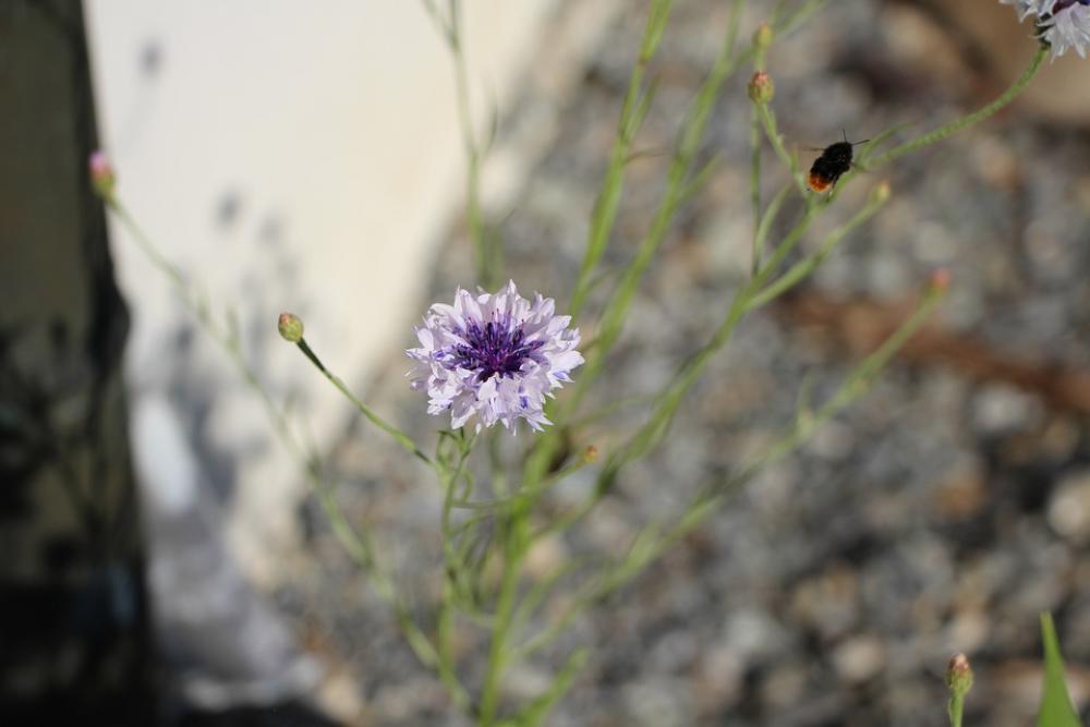 Flower Blossom Bloom Hummel Close Up Flower Blossom Bloom Hummel Close Up