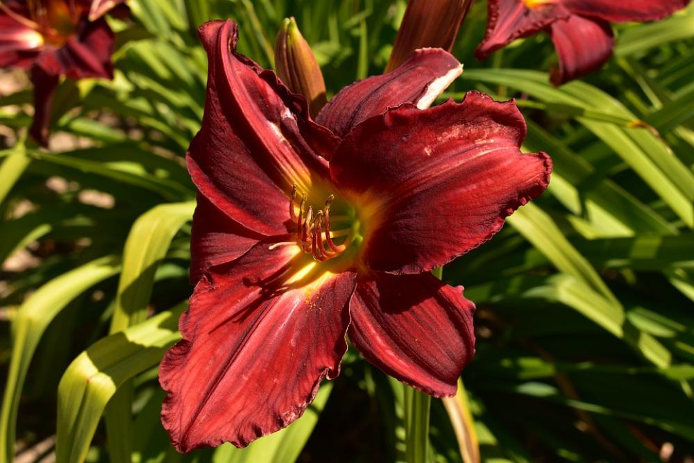 Flower Garden Nature Lily Summer Taglilie Flower Garden Nature Lily Summer Taglilie