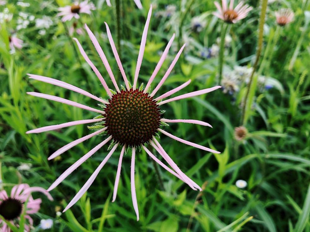 Flower Summer Coneflower Echinacea Nature Plant Flower Summer Coneflower Echinacea Nature Plant