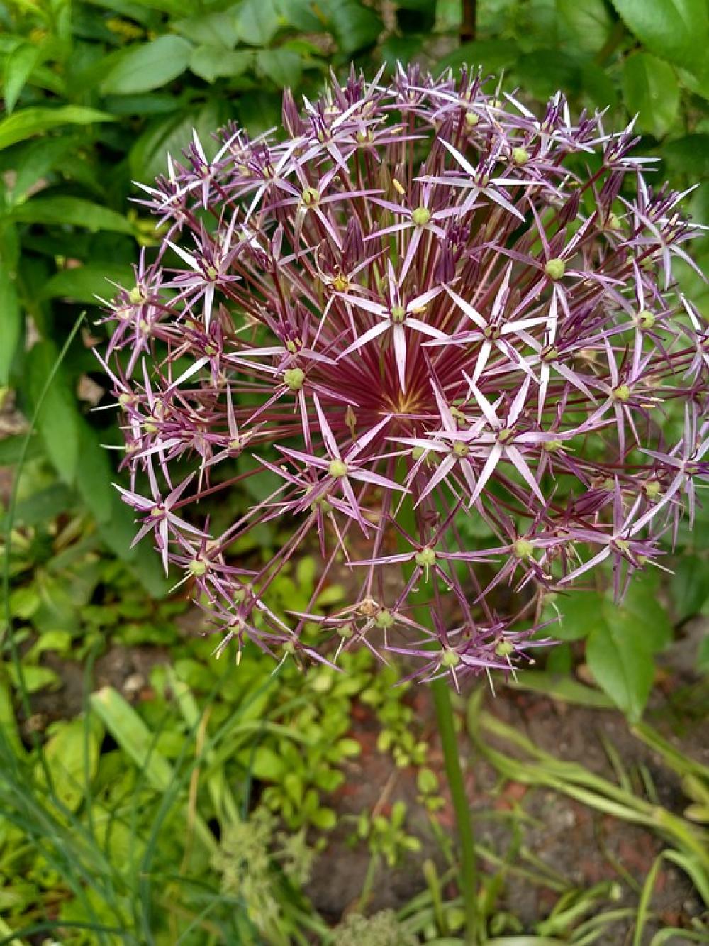 Flower Onion Flower Díszhagyma Purple Onion Flower Onion Flower Díszhagyma Purple Onion