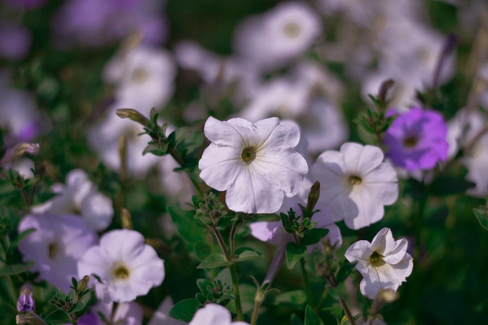Flower Greenery Nature Garden Flora Flower Greenery Nature Garden Flora