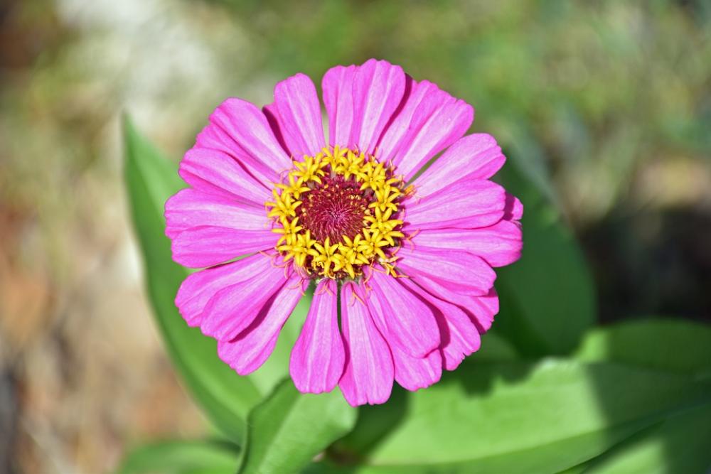 Flower Floral Spring Botany Plant Flora Pink Flower Floral Spring Botany Plant Flora Pink