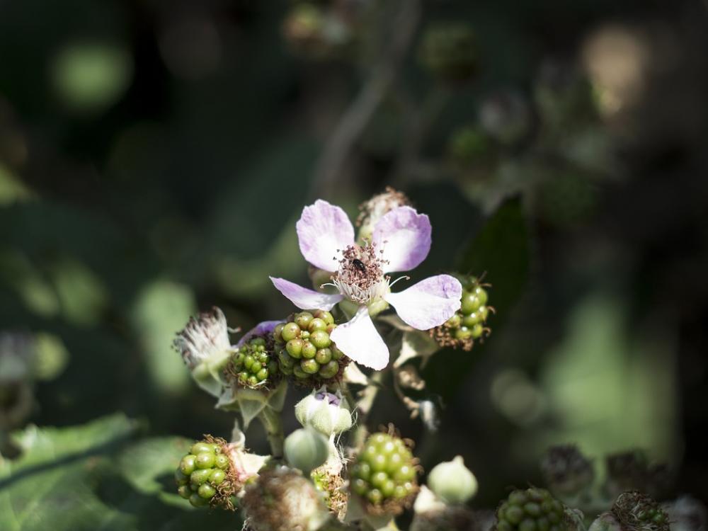 Flower Blackberry Nature Bush Summer Insect Flower Blackberry Nature Bush Summer Insect