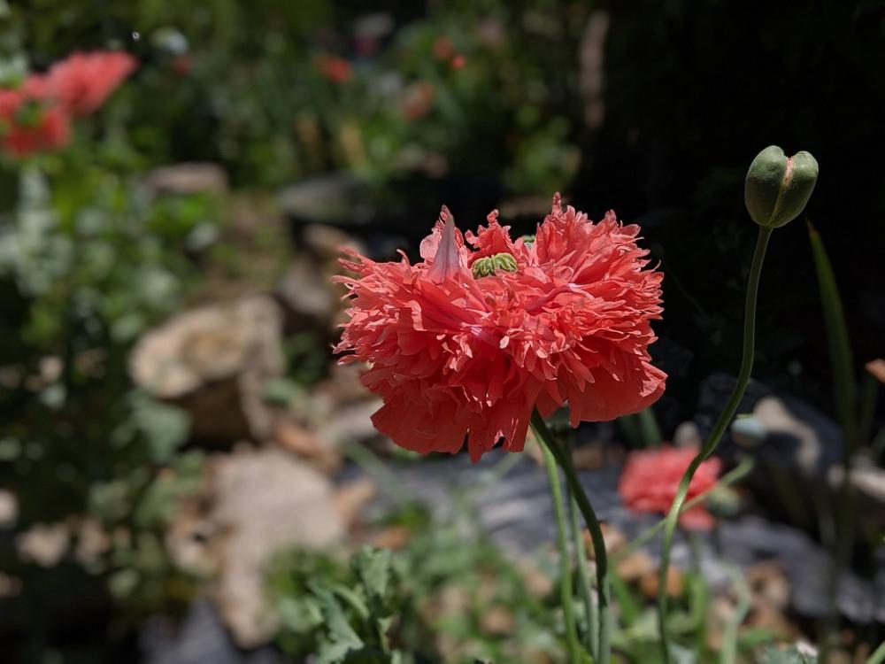 Flower Summer Spring Color Nature Plant Poppy Flower Summer Spring Color Nature Plant Poppy