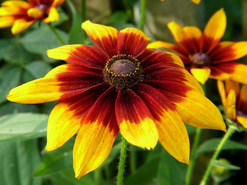 Flower Yellow Garden Nature Closeup Plant Flower Yellow Garden Nature Closeup Plant