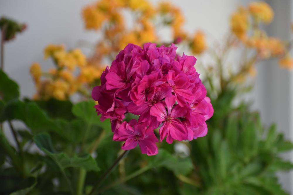 Flower Macro Home Nature Bloom Flora Summer Flower Macro Home Nature Bloom Flora Summer