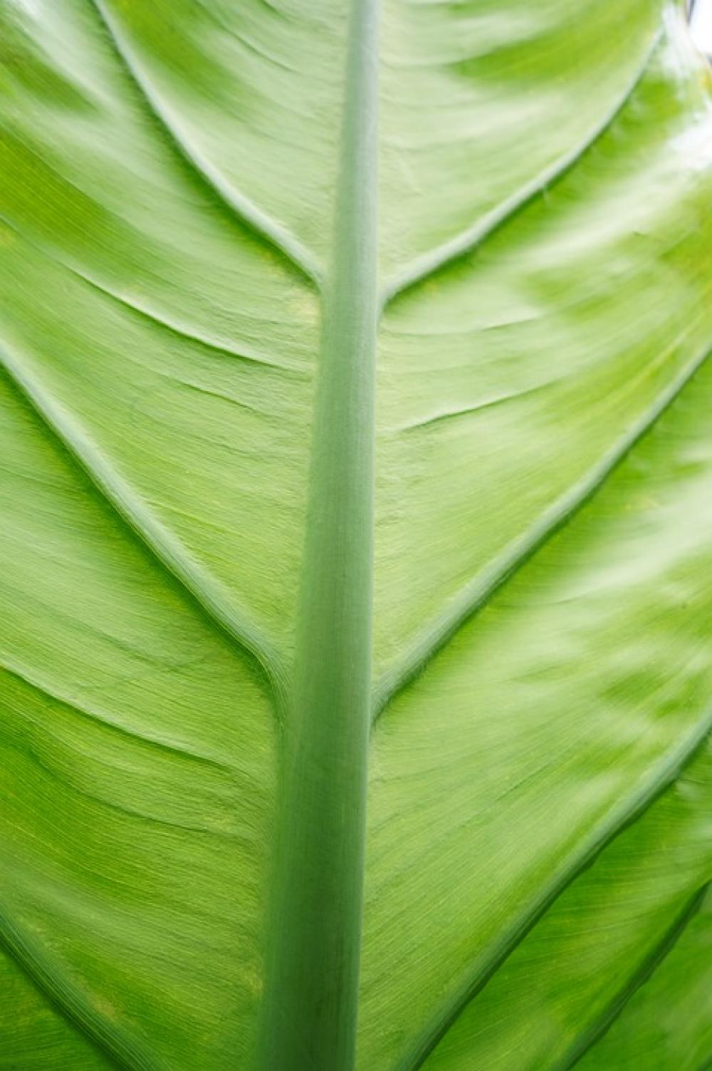 Flower Leaf Nature Plant Green Botanical Macro Flower Leaf Nature Plant Green Botanical Macro