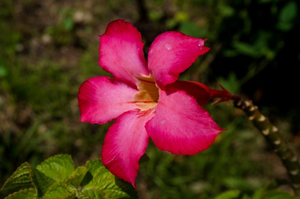 Flower Red Bloom Blossom Nature Plant Garden Flower Red Bloom Blossom Nature Plant Garden
