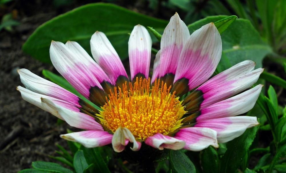 Flower Colored Summer The Petals Beauty Nature Flower Colored Summer The Petals Beauty Nature