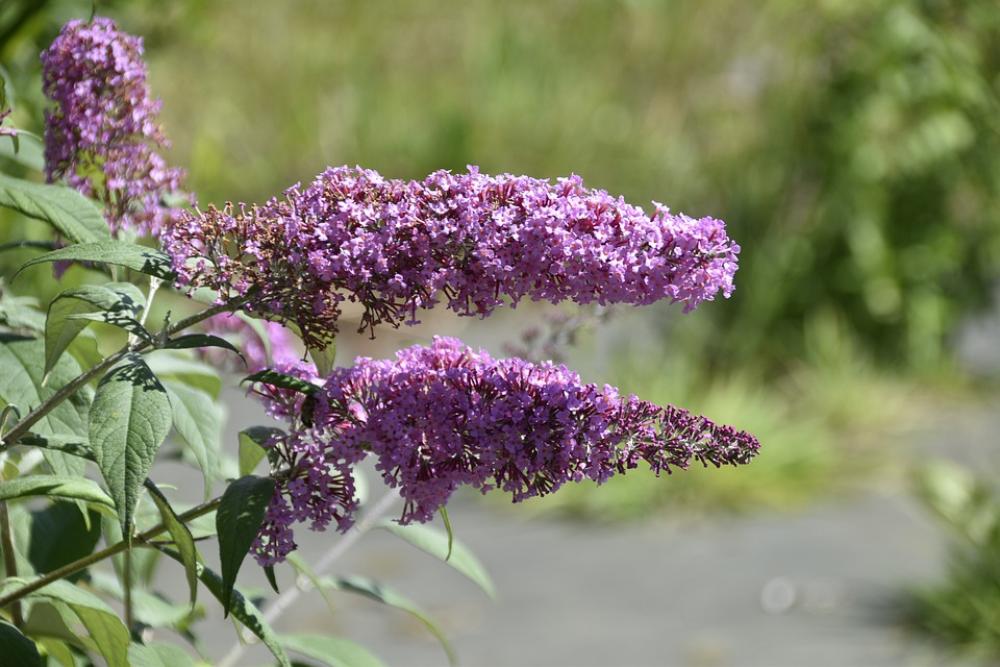 Flower Flowers Shrub Buddleia Flower Flower Flowers Shrub Buddleia Flower